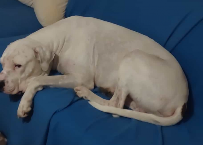 Dogo Argentino-Hund, Mauro, Tierheim Burgdorf