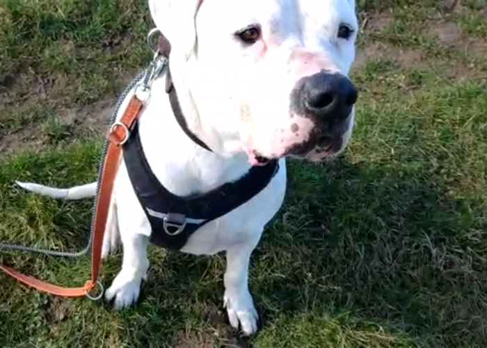 Dogo Argentino-Hund, Mauro, Tierheim Burgdorf