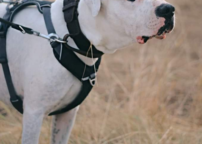 Dogo Argentino-Hund, Mauro, Tierheim Burgdorf