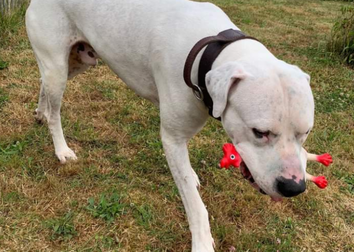 Dogo Argentino-Hund, Mauro, Tierheim Burgdorf