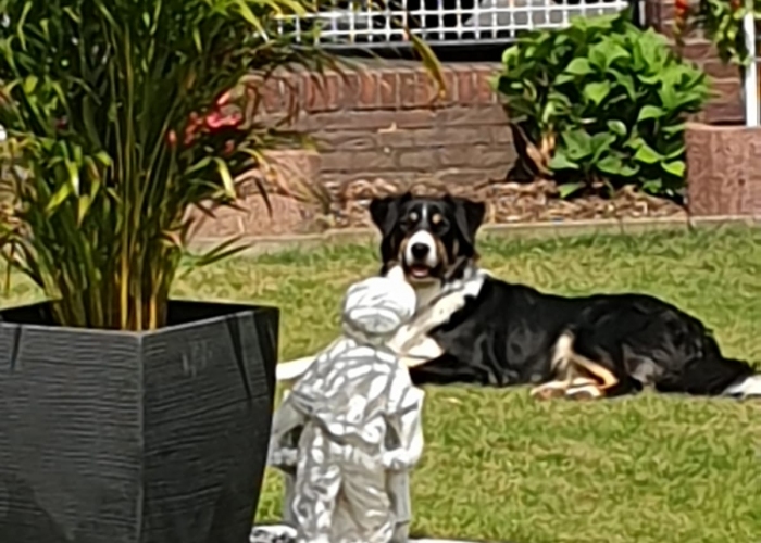 Hund, Border-Collie x Australien Shepherd ( Mix), Pino, Tierheim Burgdorf