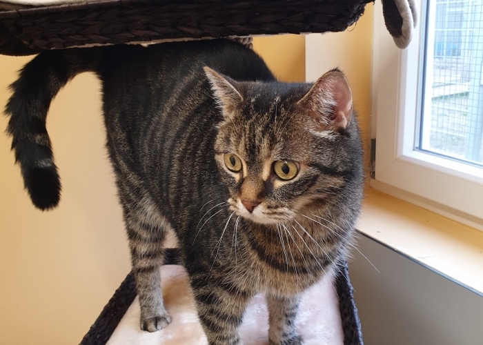 Katze, EKH-Mix, Pepe, Tierheim Burgdorf