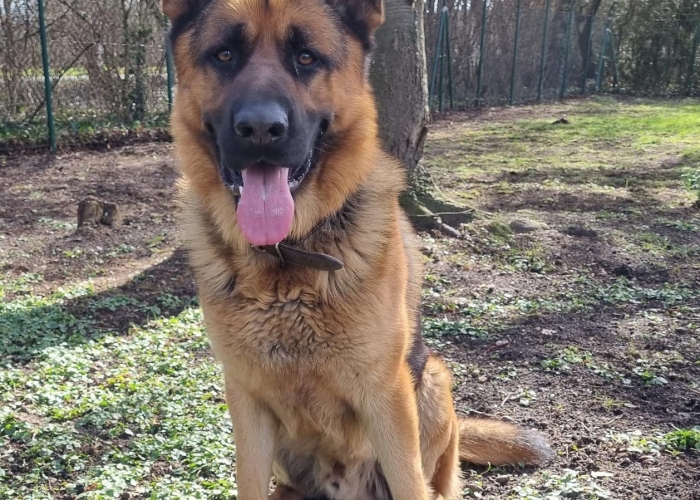 Hund, Deutscher Schäferhund, Ates , Tierheim Burgdorf