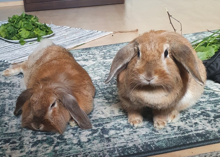 Riesen-Mix-Kleintier, Curry und Tilda, Tierheim Burgdorf