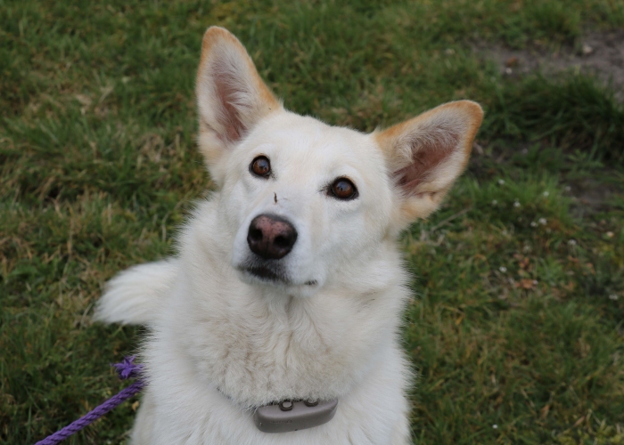 Hund, Mischling, Bella, Tierheim Burgdorf