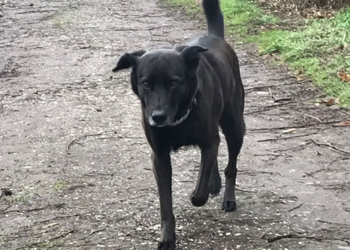 Hund, Mischling, Rana, Tierheim Burgdorf