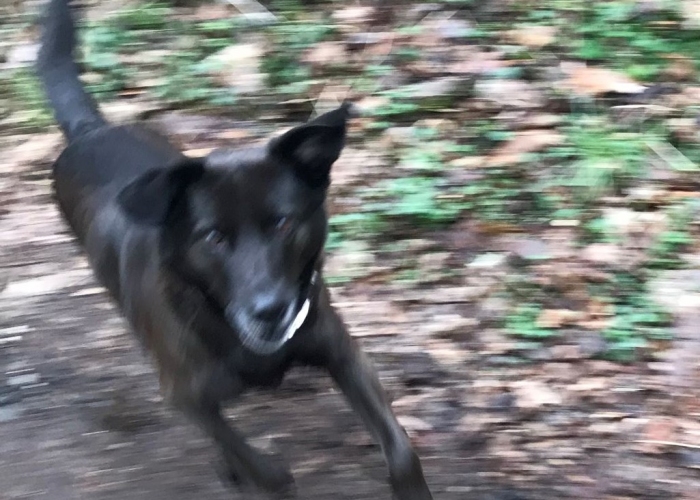 Mischling-Hund, Rana, Tierheim Burgdorf