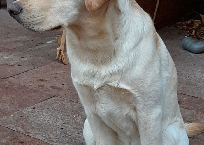 Hund, Labrador, Bruno, Tierheim Burgdorf