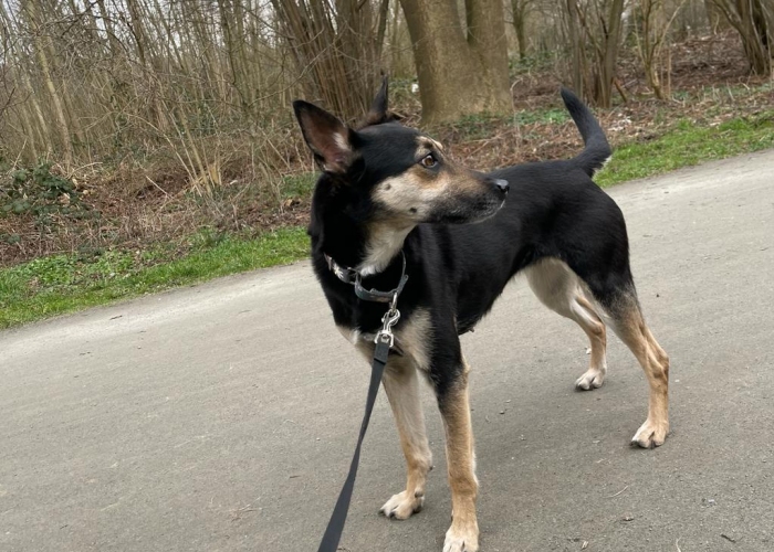 Hund, Schäferhund-Mischling, Erica Hysterica, Tierheim Burgdorf