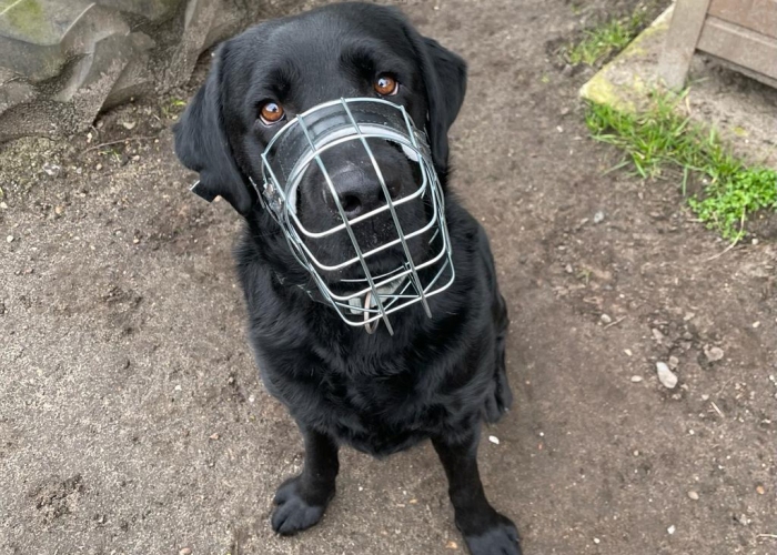 Hund, Labrador, Chase, Tierheim Burgdorf