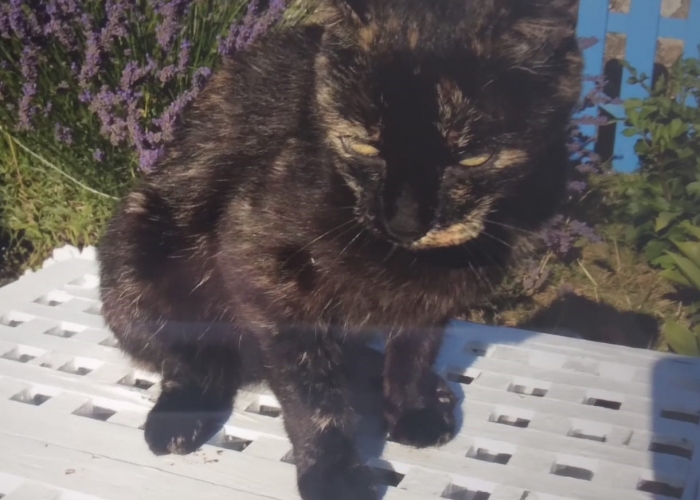 Katze, EKH, Jolie, Tierheim Burgdorf