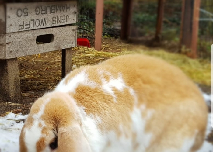 Kleintier, Zwergkaninchen-Widder, Kuschel, Tierheim Burgdorf