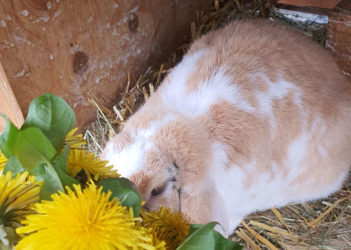 Zwergkaninchen-Widder-Kleintier, Kuschel, Tierheim Burgdorf