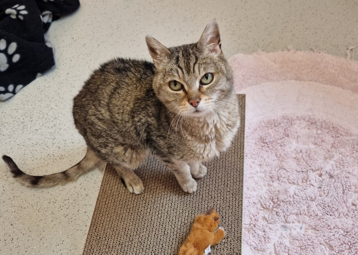 Katze, EKH, Minna, Tierheim Burgdorf