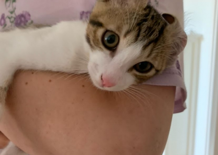 Katze, EKH, Takko, Tierheim Burgdorf