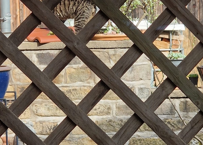 EKH-Katze, unbekannt, Tierheim Burgdorf