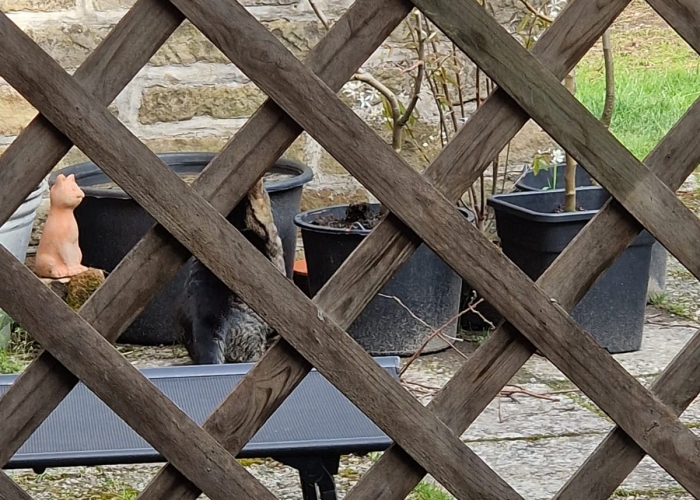 EKH-Katze, unbekannt, Tierheim Burgdorf