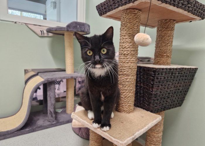 Katze, EKH, Morle, Tierheim Burgdorf