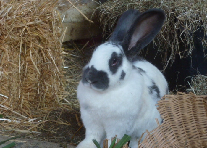 Kleintier, Kaninchen (Deutscher Riese), Benno, Tierheim Burgdorf