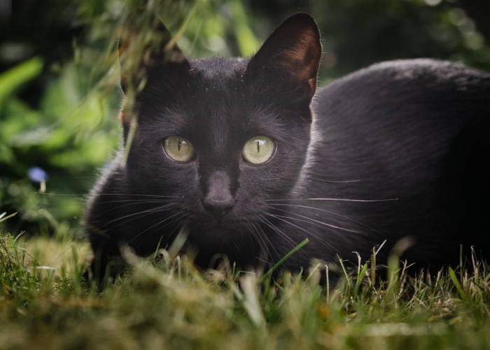 EKH-Katze, Luna, Tierheim Burgdorf