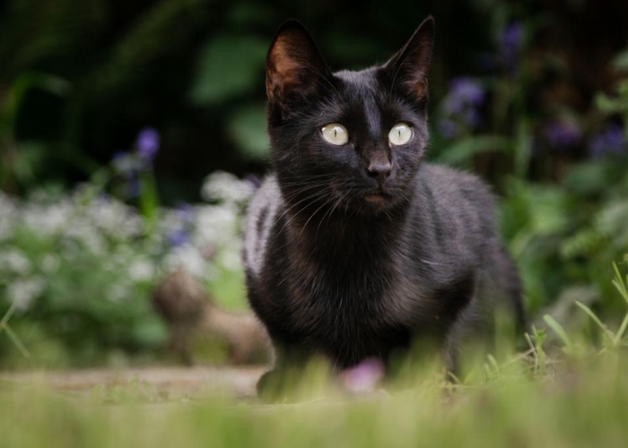 EKH-Katze, Luna, Tierheim Burgdorf