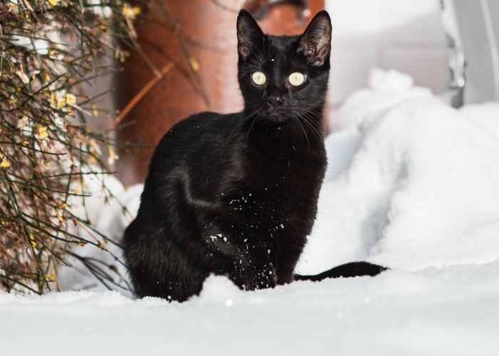 EKH-Katze, Luna, Tierheim Burgdorf