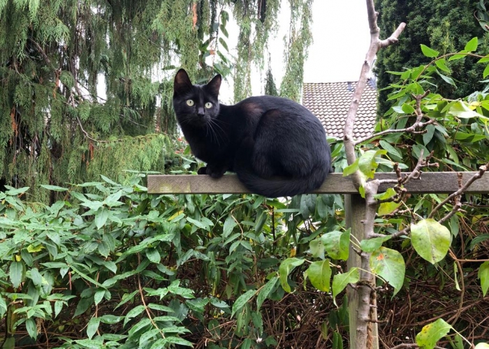 EKH-Katze, Luna, Tierheim Burgdorf