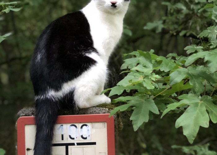 EKH-Katze, Paulchen, Tierheim Burgdorf