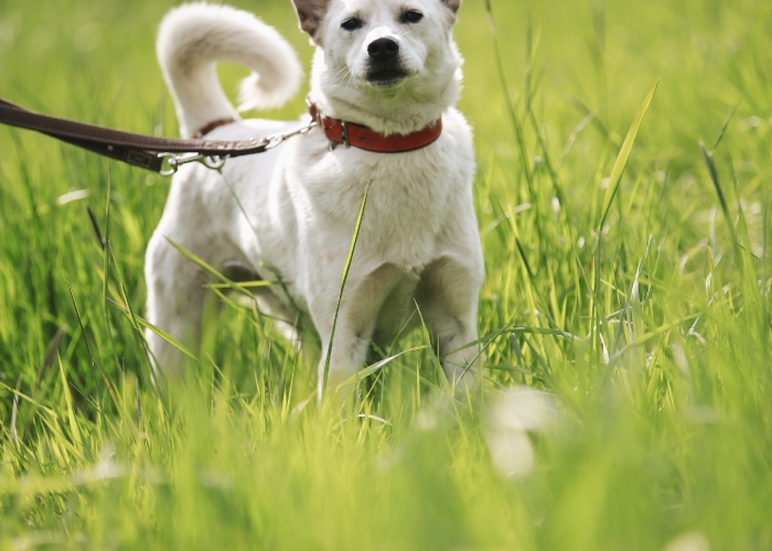 (Cattledog/Spitz-)Mischling-Hund, Fiete, Tierheim Burgdorf