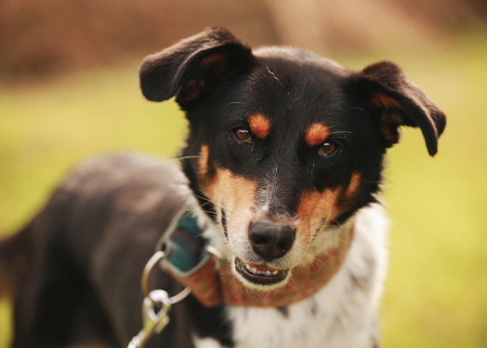 Mischling-Hund, Levina, Tierheim Burgdorf