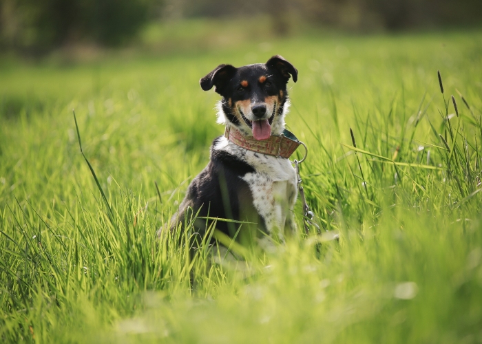 Mischling-Hund, Levina, Tierheim Burgdorf