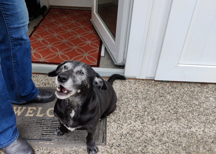 Hund, Labrador-Mischling, Kira, Tierheim Burgdorf