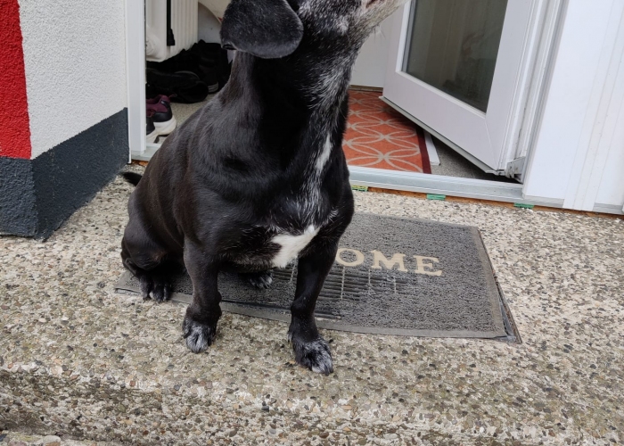 Labrador-Mischling-Hund, Kira, Tierheim Burgdorf
