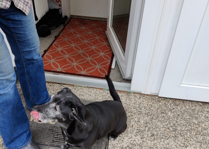 Labrador-Mischling-Hund, Kira, Tierheim Burgdorf