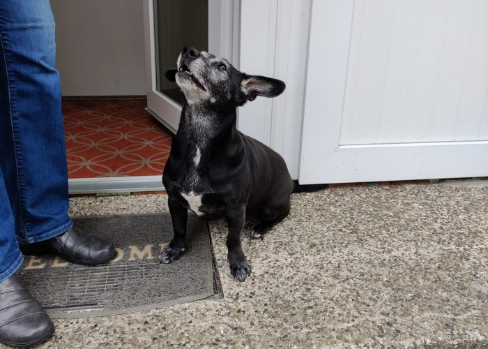 Labrador-Mischling-Hund, Kira, Tierheim Burgdorf