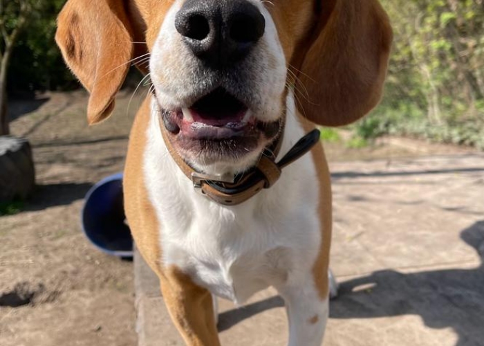 Hund, Beagle, Elvis, Tierheim Burgdorf