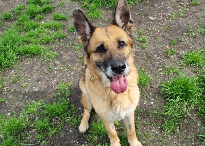Hund, Deutscher Schäferhund, Cora, Tierheim Burgdorf