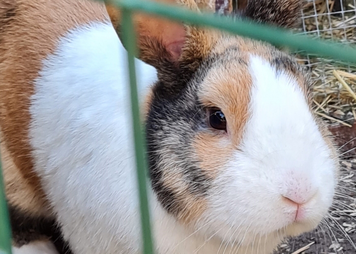 Kleintier, Kaninchen, Browni, Tierheim Burgdorf