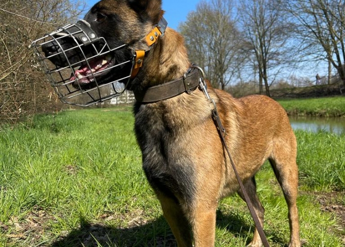 Malinois-Hund, Aiden , Tierheim Burgdorf