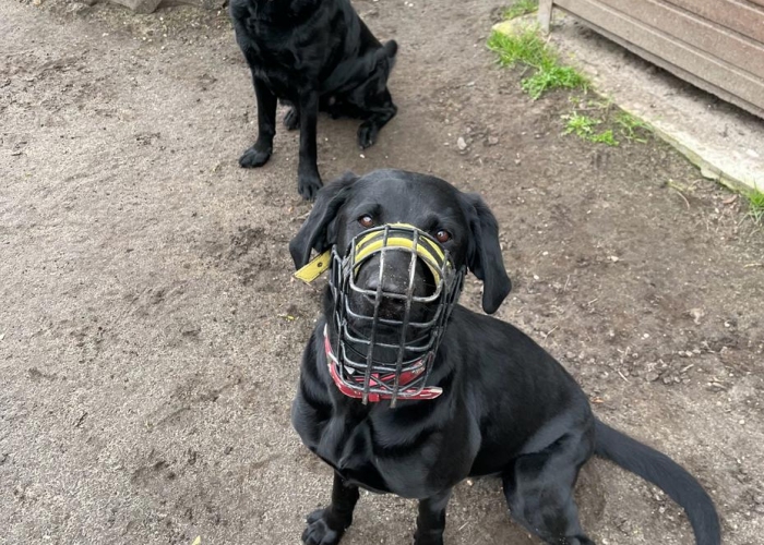 Labrador-Hund, Nala, Tierheim Burgdorf