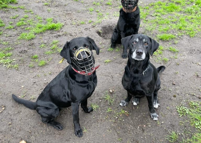 Labrador-Hund, Nala, Tierheim Burgdorf