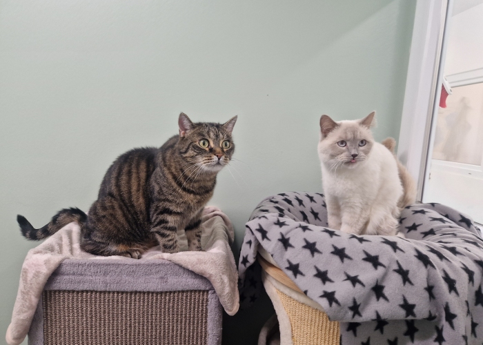Katze, EKH-Mix, Pepe und Henry, Tierheim Burgdorf