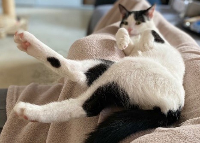Katze, EKH, Oglum und Minosch, Tierheim Burgdorf