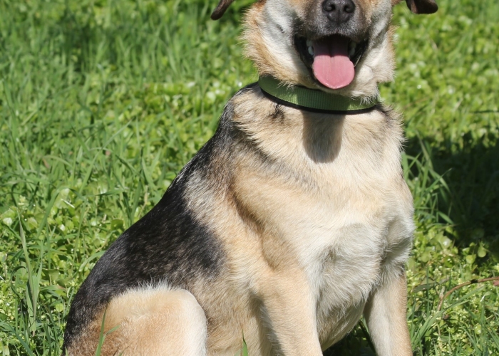 Hund, Mischling, Freya, Tierheim Burgdorf