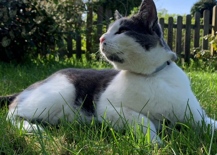 Kartäuser-Mix-Katze, Kasper, Tierheim Burgdorf