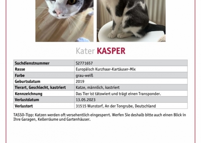 Kartäuser-Mix-Katze, Kasper, Tierheim Burgdorf