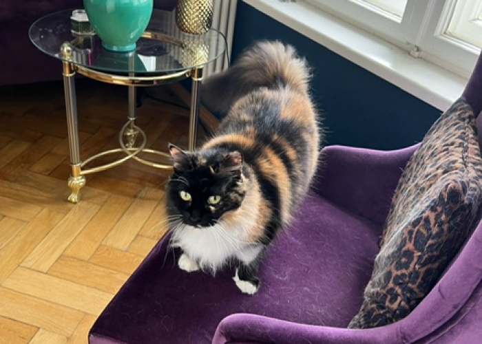Katze, Langhaar Mix, Kalish, Tierheim Burgdorf
