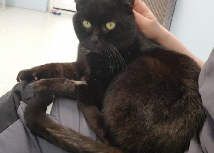 Katze, EKH, Aiello, Tierheim Burgdorf