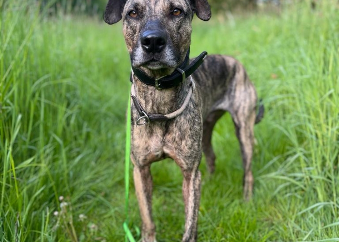 Hund, Galgo-Bardino-Mischling, Jax, Tierheim Burgdorf