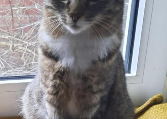 Katze, Mischling, Shiva, Tierheim Burgdorf